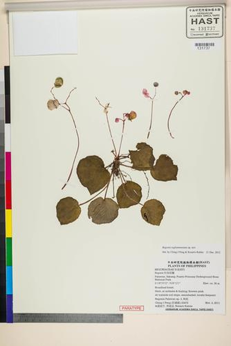 Begonia tagbanua photo 6