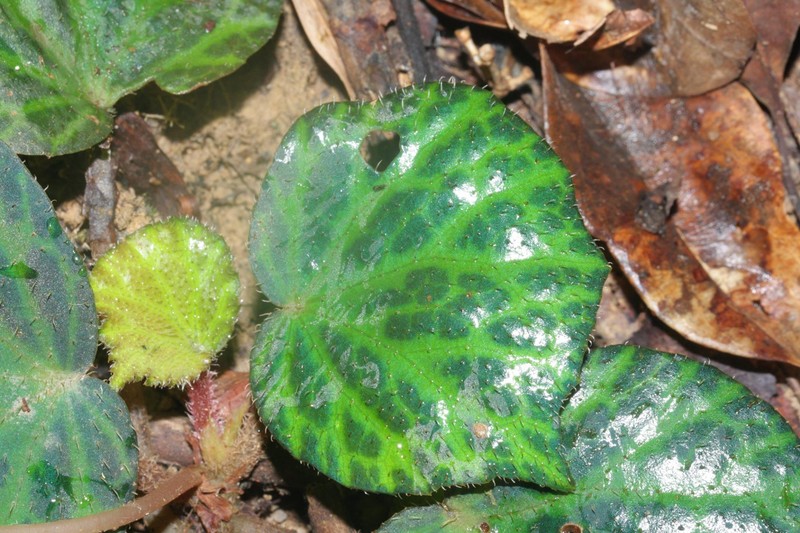 Begonia tagbanua