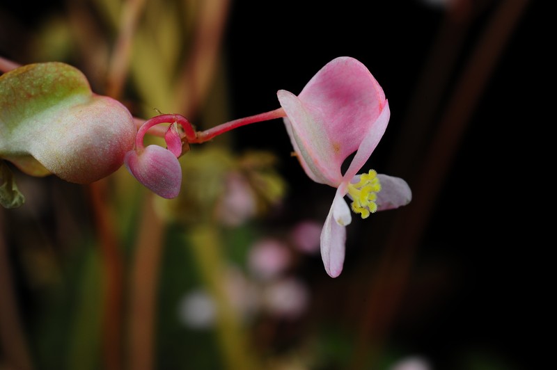 Begonia tagbanua photo 7