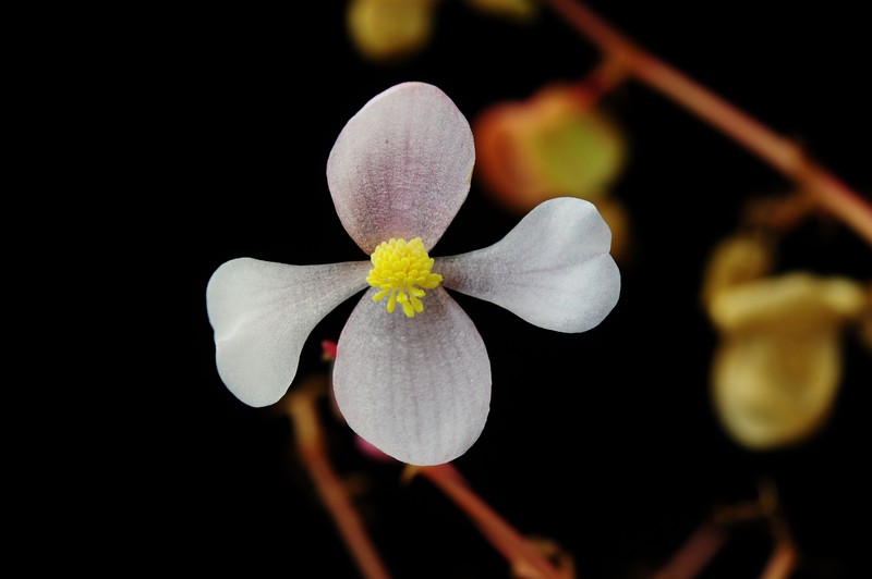 Begonia tagbanua photo 8