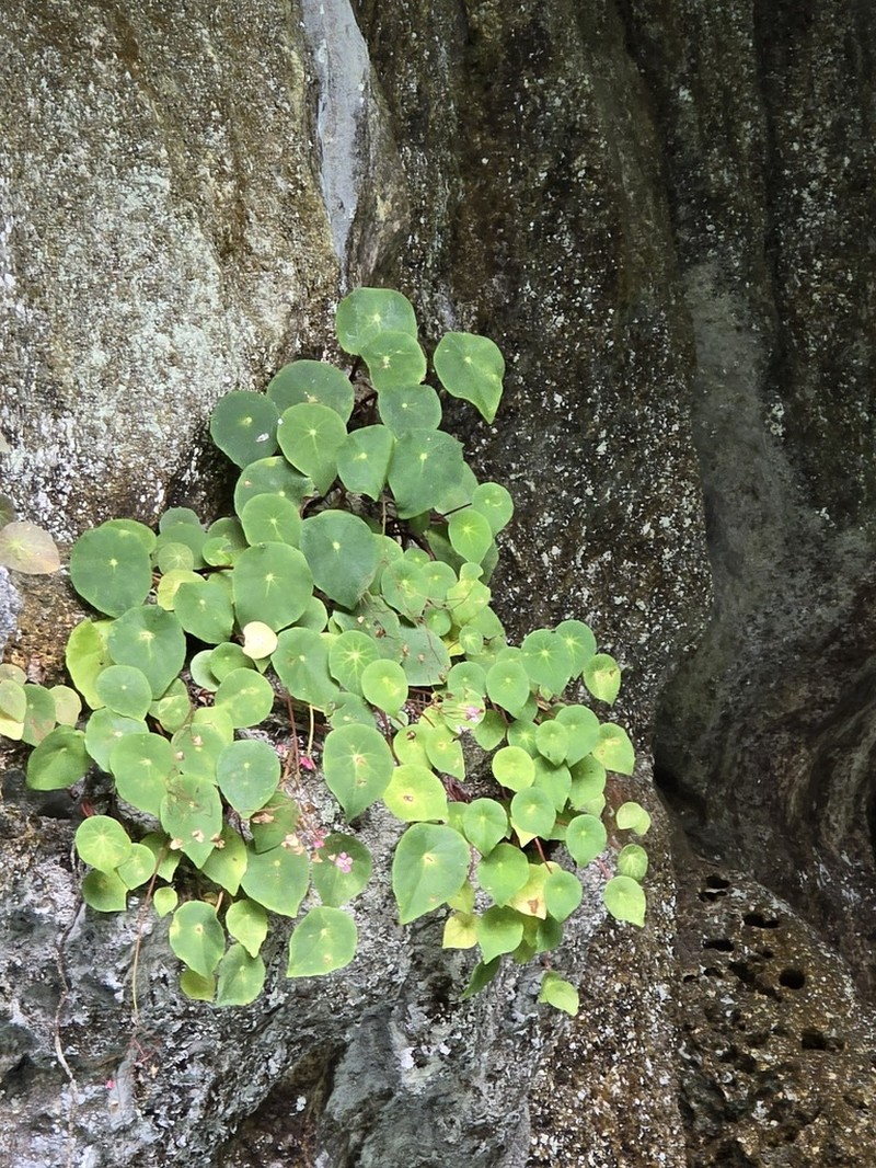 Begonia taraw photo 4