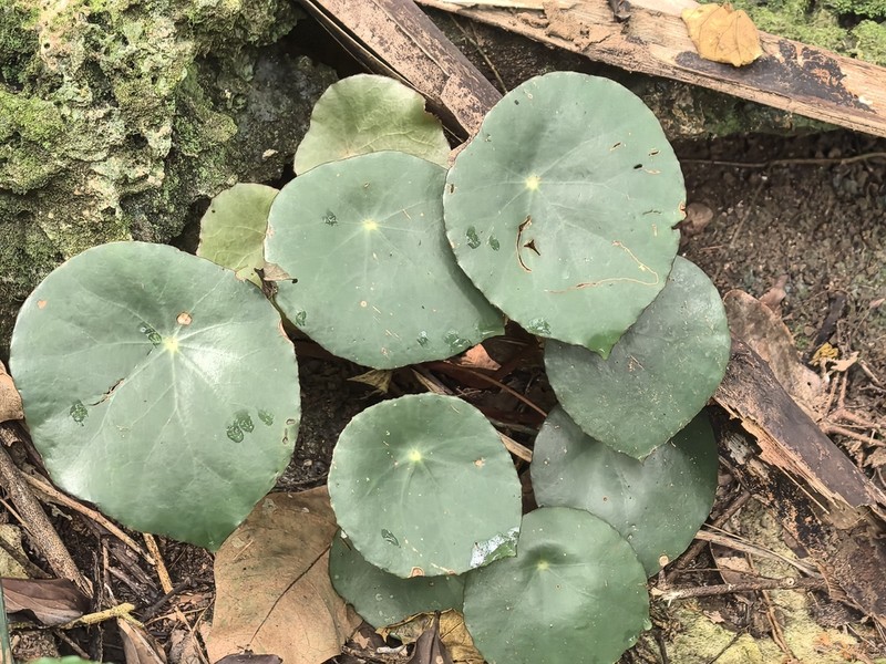 Begonia taraw photo 5