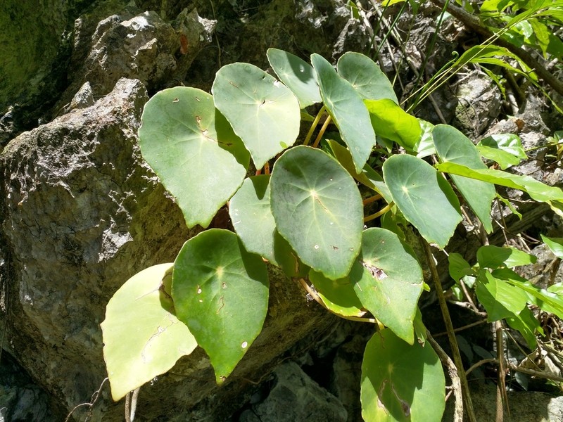 Begonia taraw photo 6