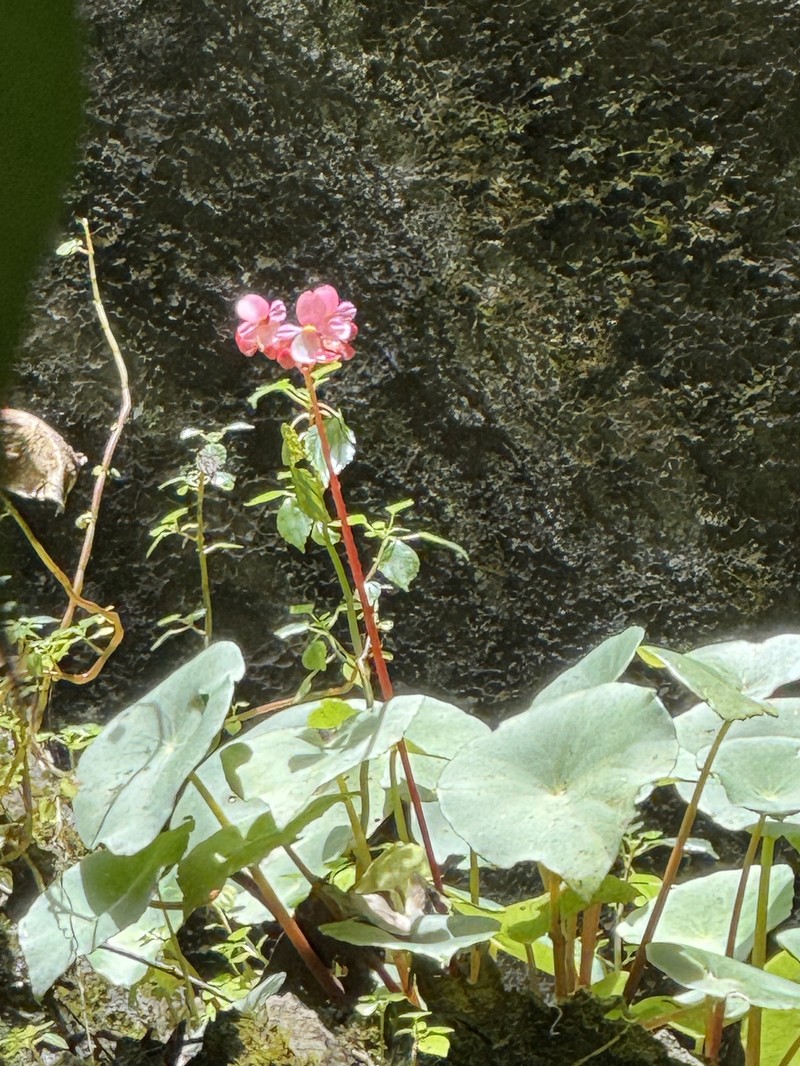 Begonia taraw photo 7