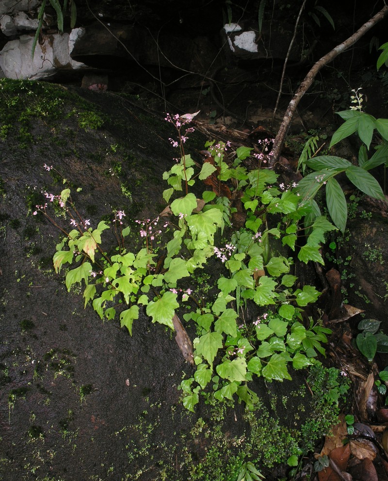 Begonia tenasserimensis photo 2