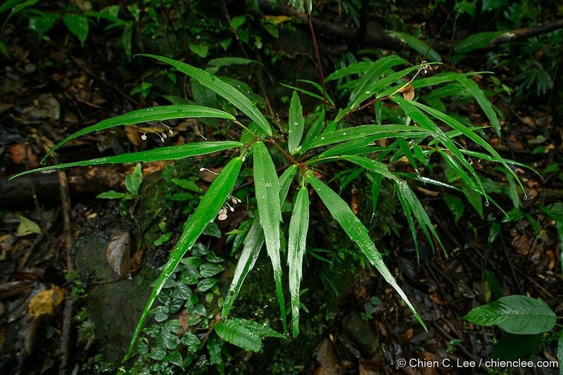 Begonia tenuissima