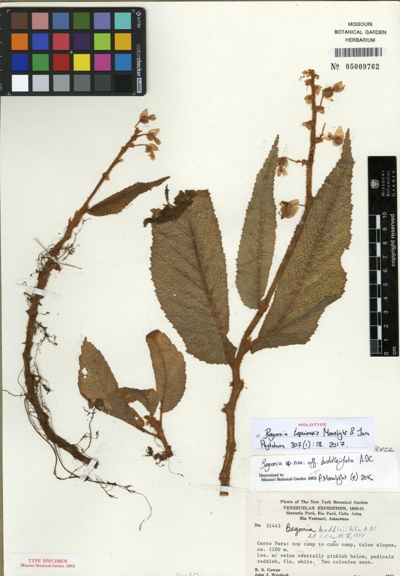 Begonia tepuiensis