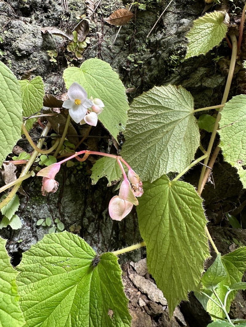 Begonia togashii photo 2