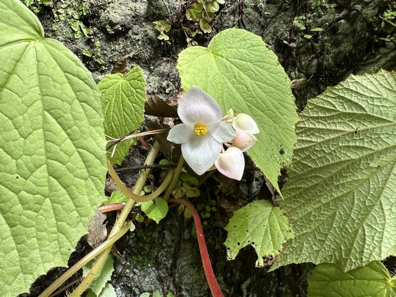 Begonia togashii photo 3