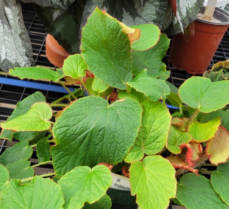 Begonia togashii
