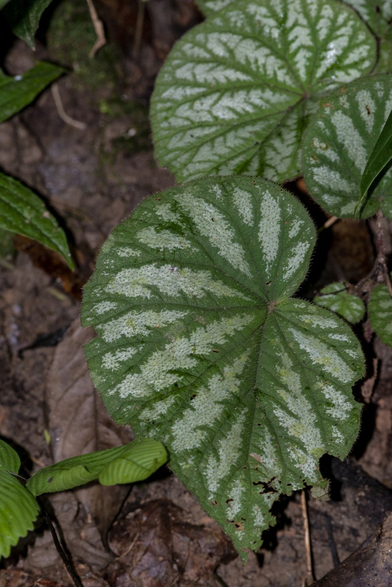 Begonia tripurensis