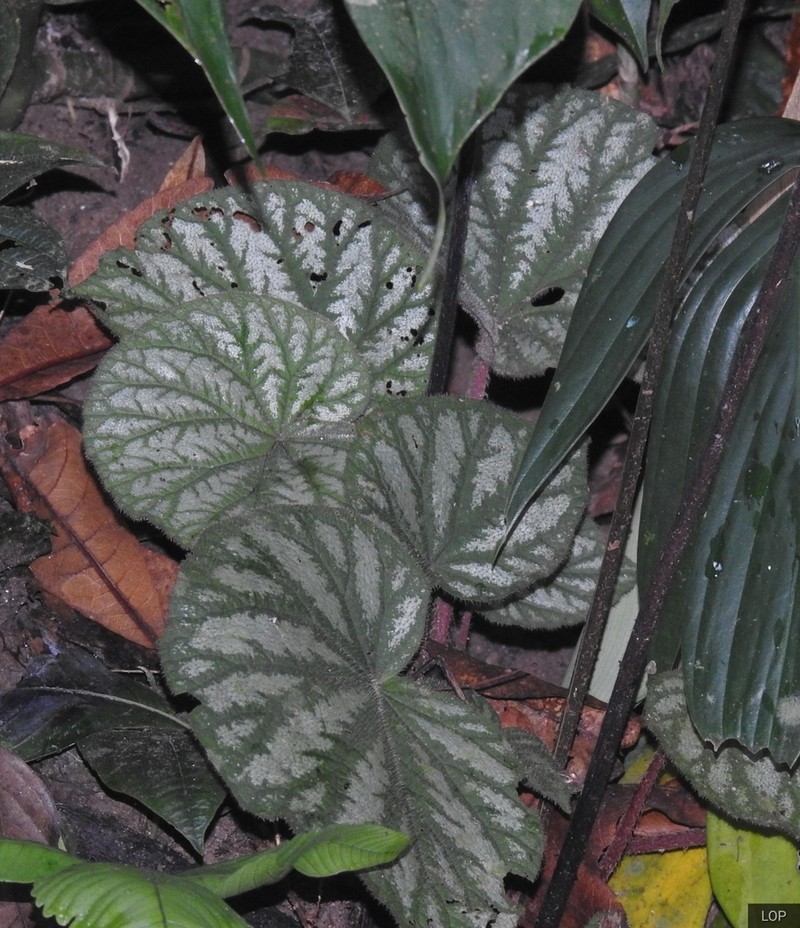 Begonia tripurensis photo 2