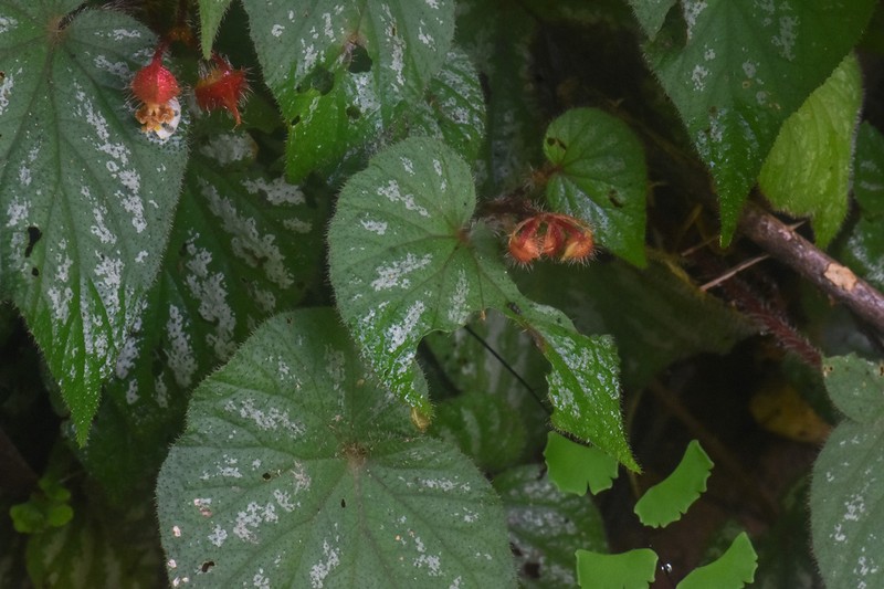 Begonia tripurensis photo 3