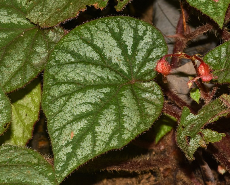 Begonia tripurensis photo 4