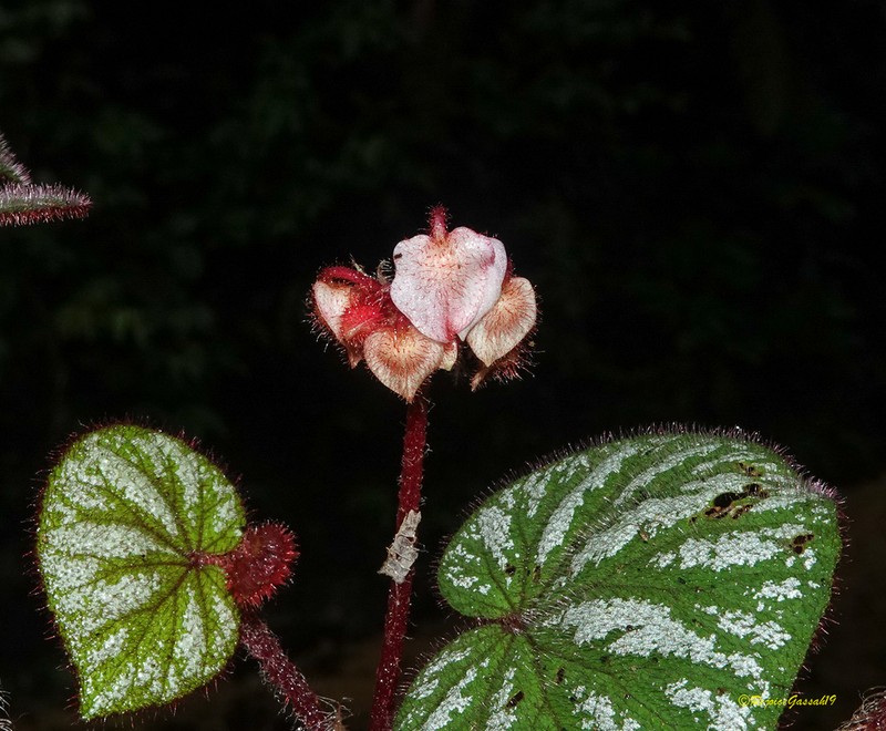 Begonia tripurensis photo 5