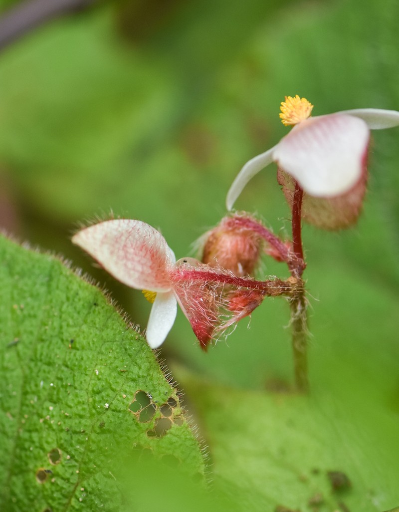 Begonia tripurensis photo 6