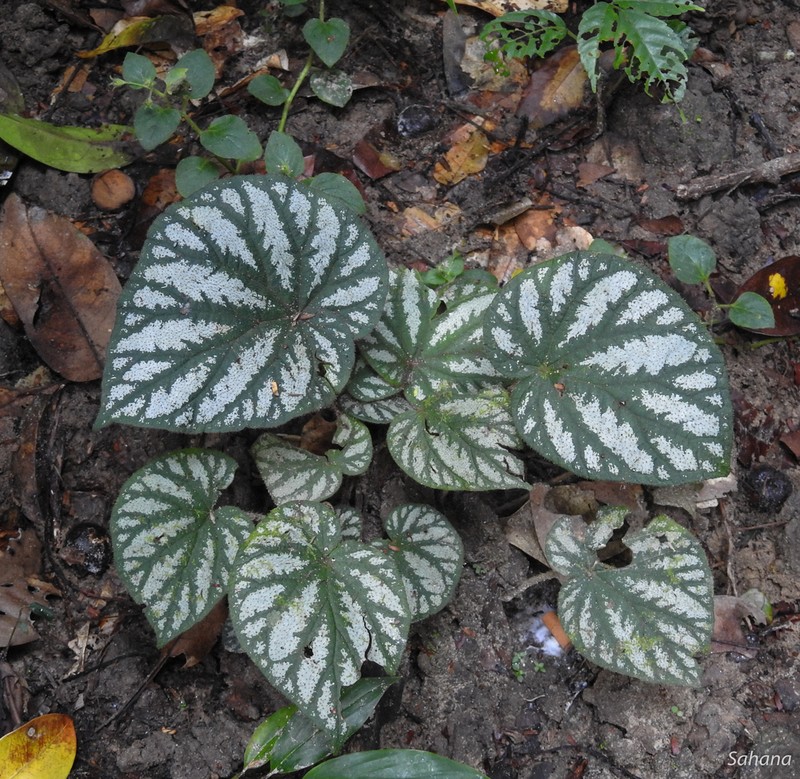 Begonia tripurensis photo 7