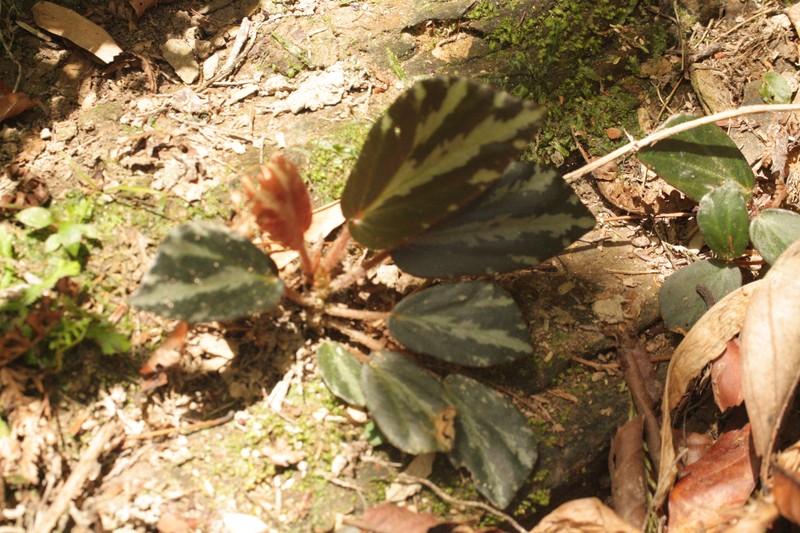 Begonia truncatifolia