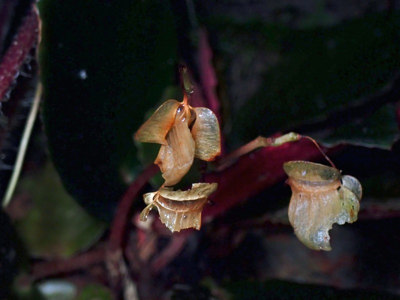Begonia truncatifolia photo 2