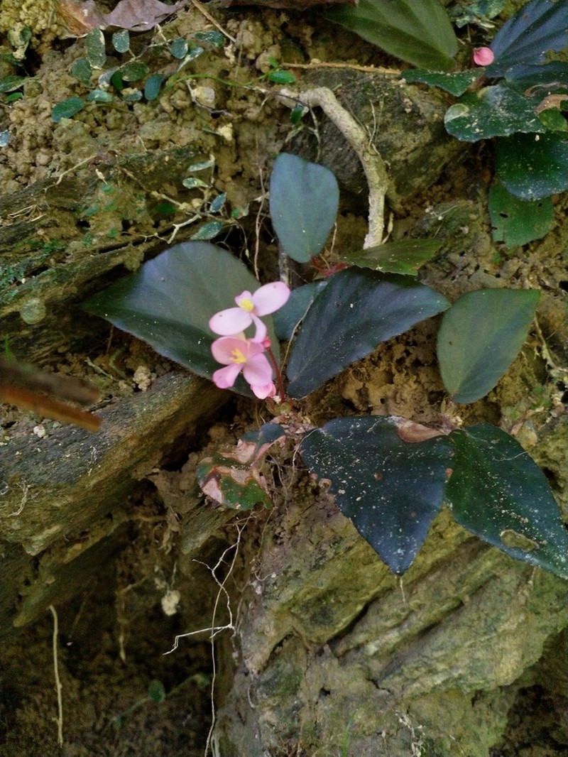 Begonia truncatifolia photo 3