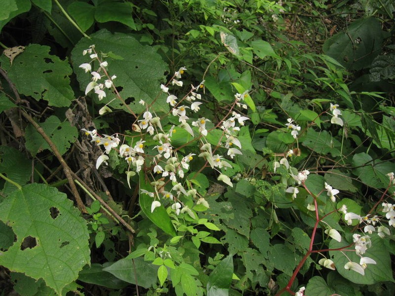 Begonia urubambensis