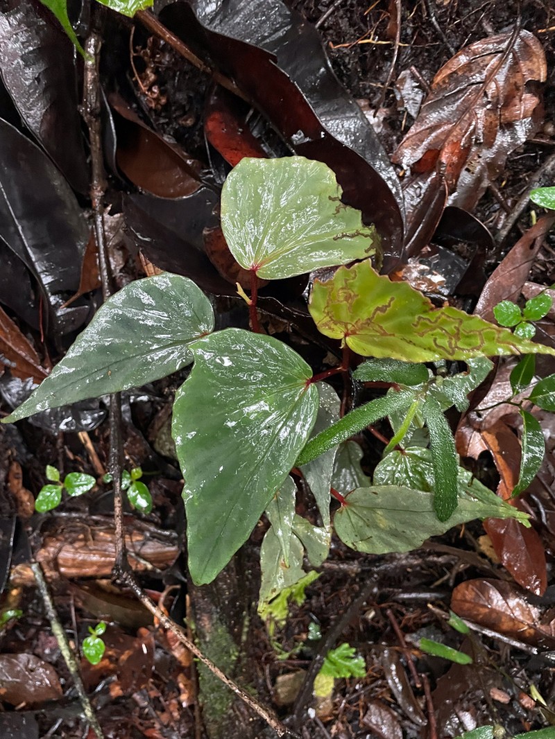 Begonia vanderentii photo 2