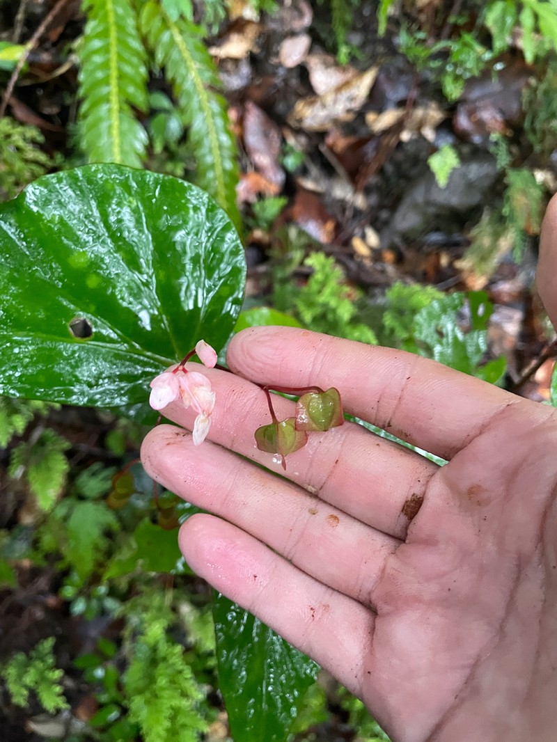 Begonia vanderentii photo 3
