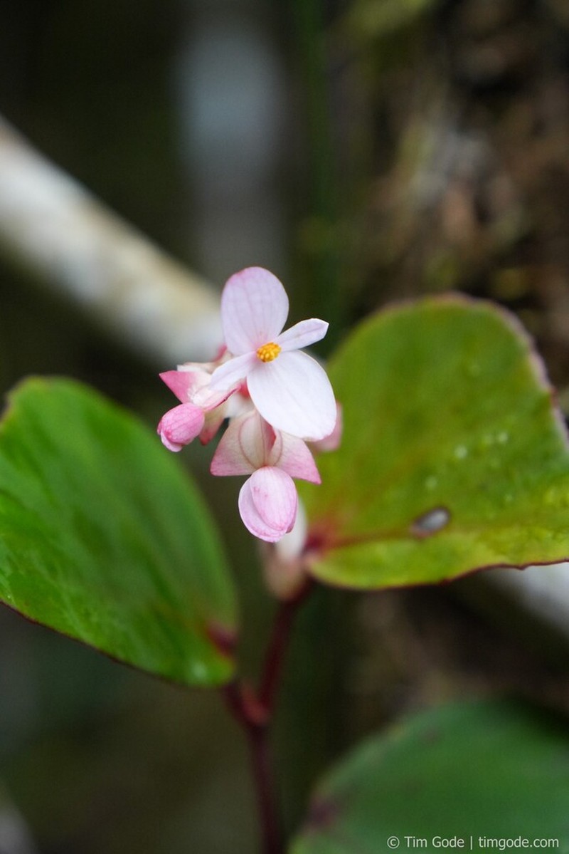 Begonia vanderentii photo 4