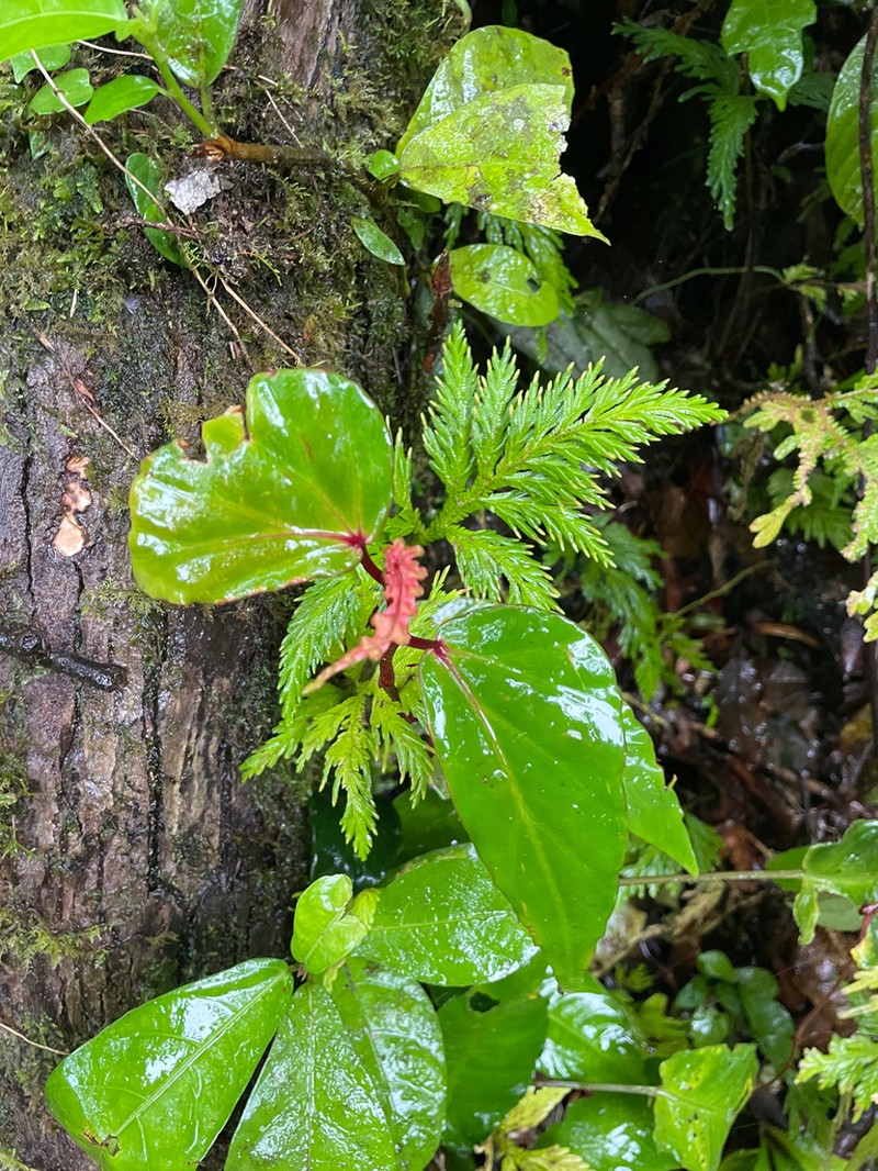 Begonia vanderentii photo 5