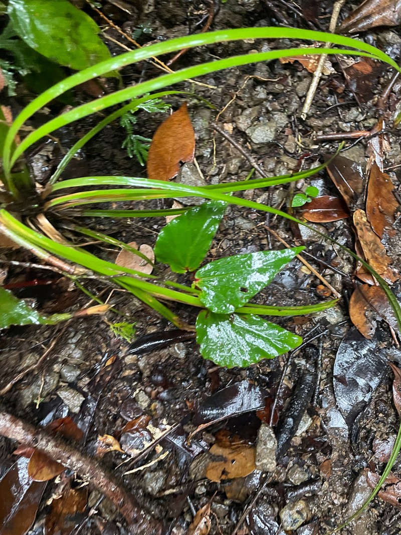 Begonia vanderentii photo 6