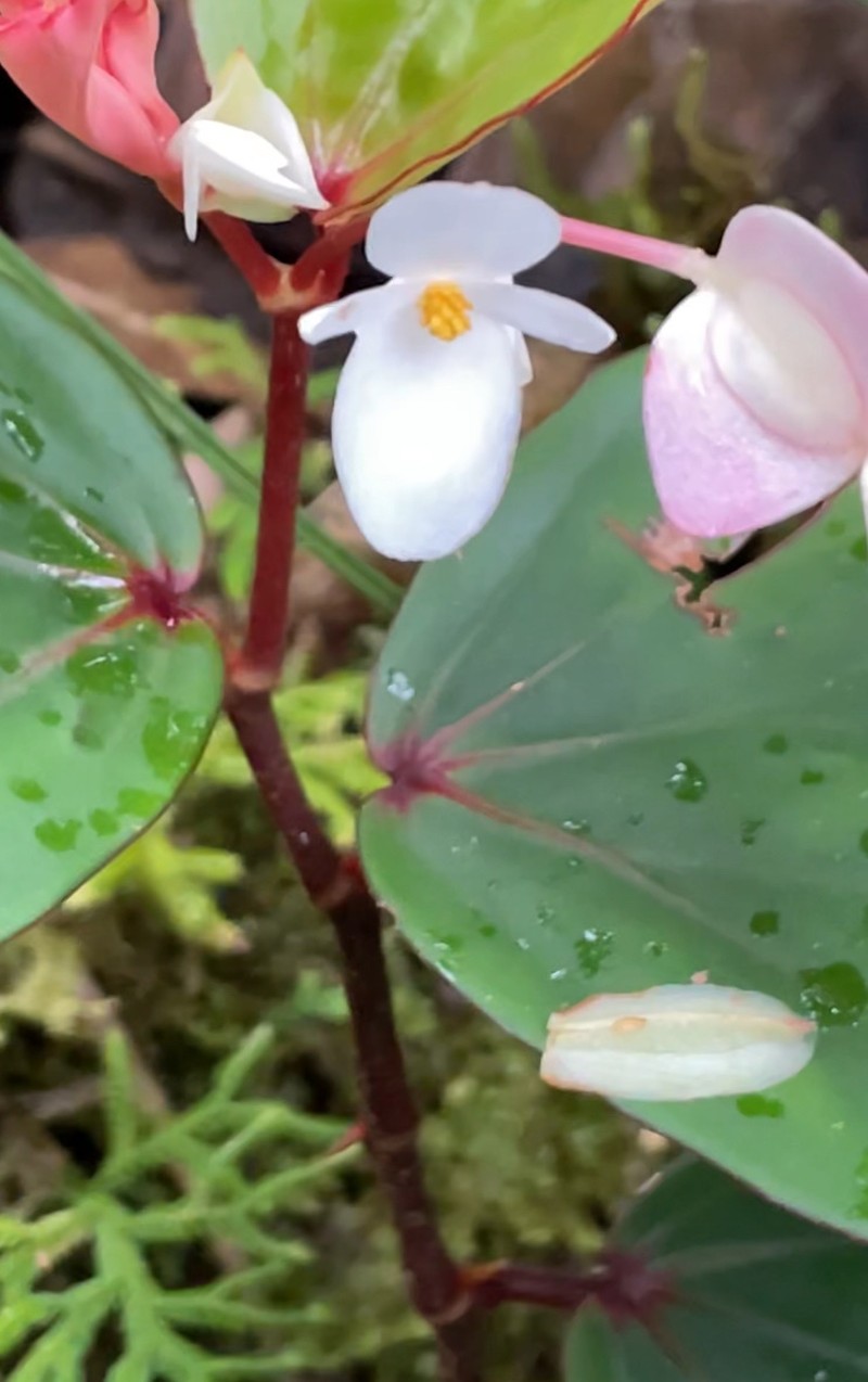 Begonia vanderentii photo 7