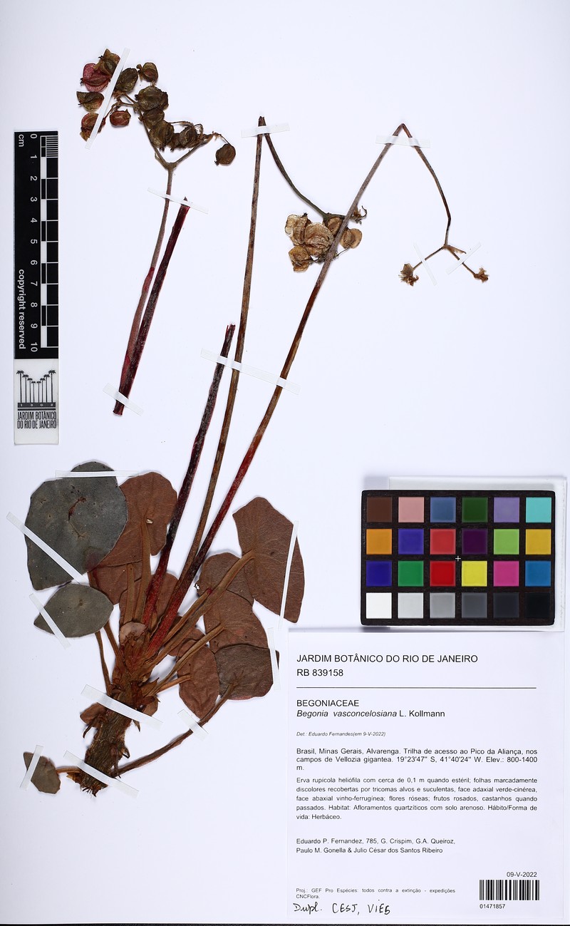 Begonia vasconcelosiana