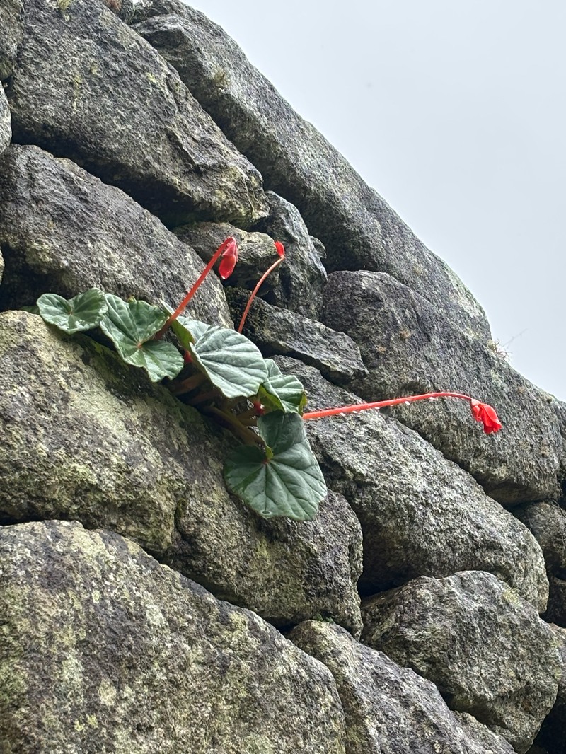Begonia veitchii var. machupicchuensis