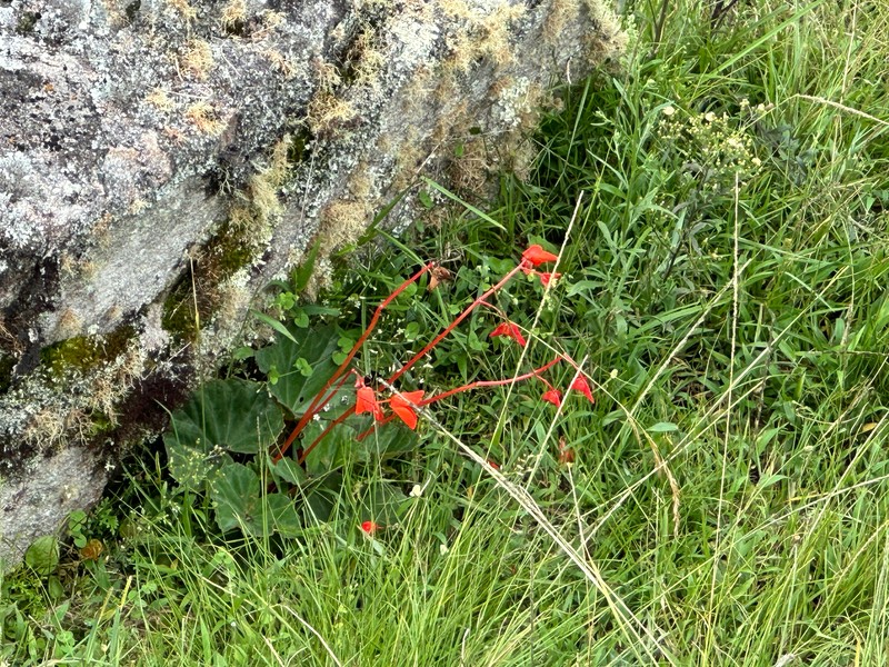 Begonia veitchii var. machupicchuensis photo 2