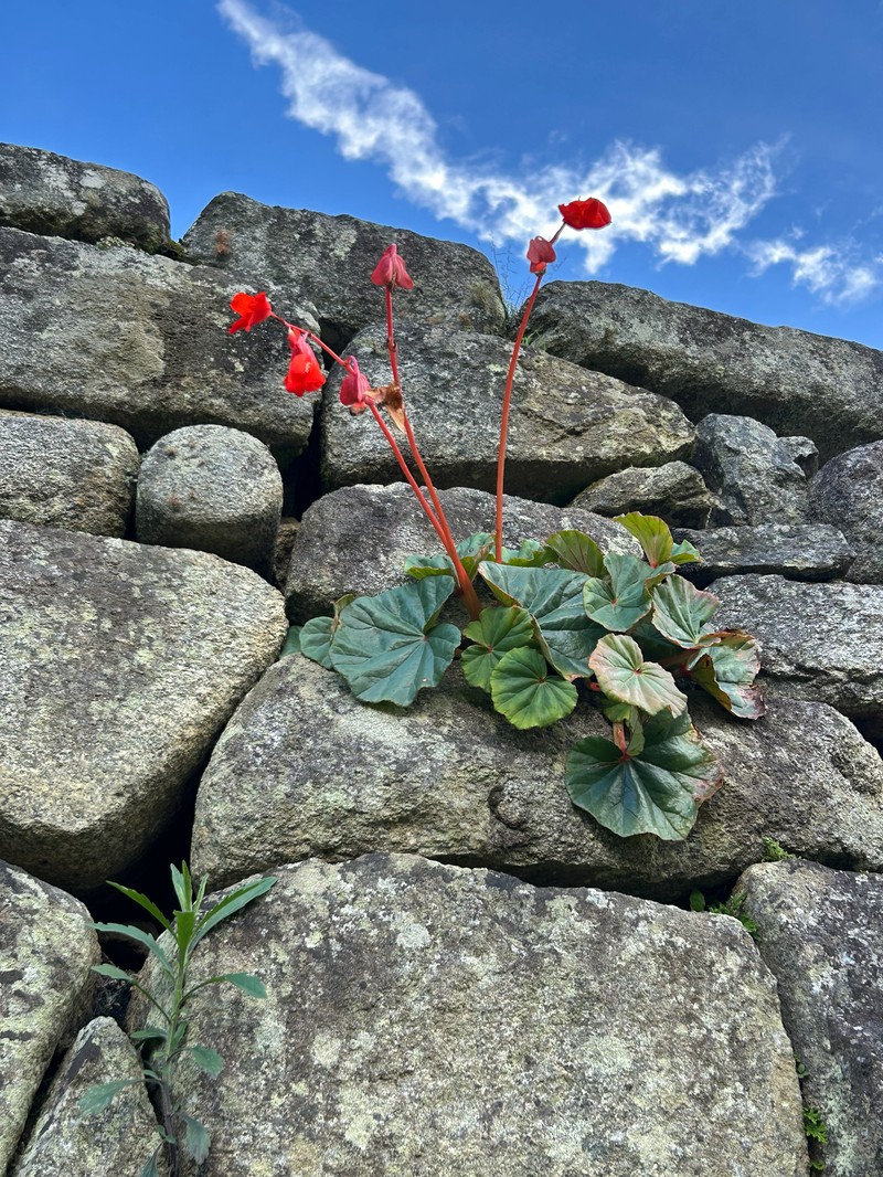 Begonia veitchii var. machupicchuensis photo 3