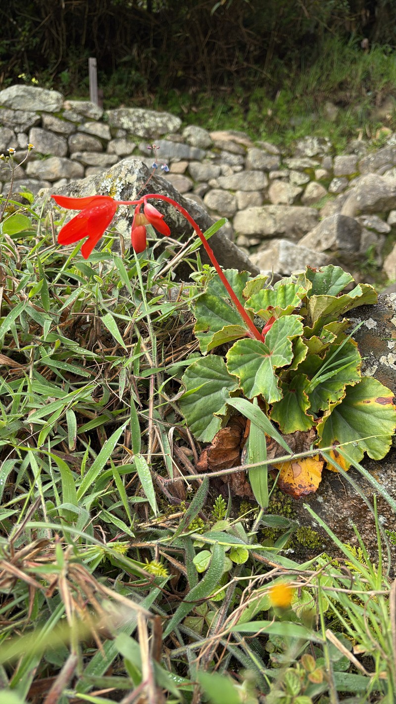 Begonia veitchii var. machupicchuensis photo 4