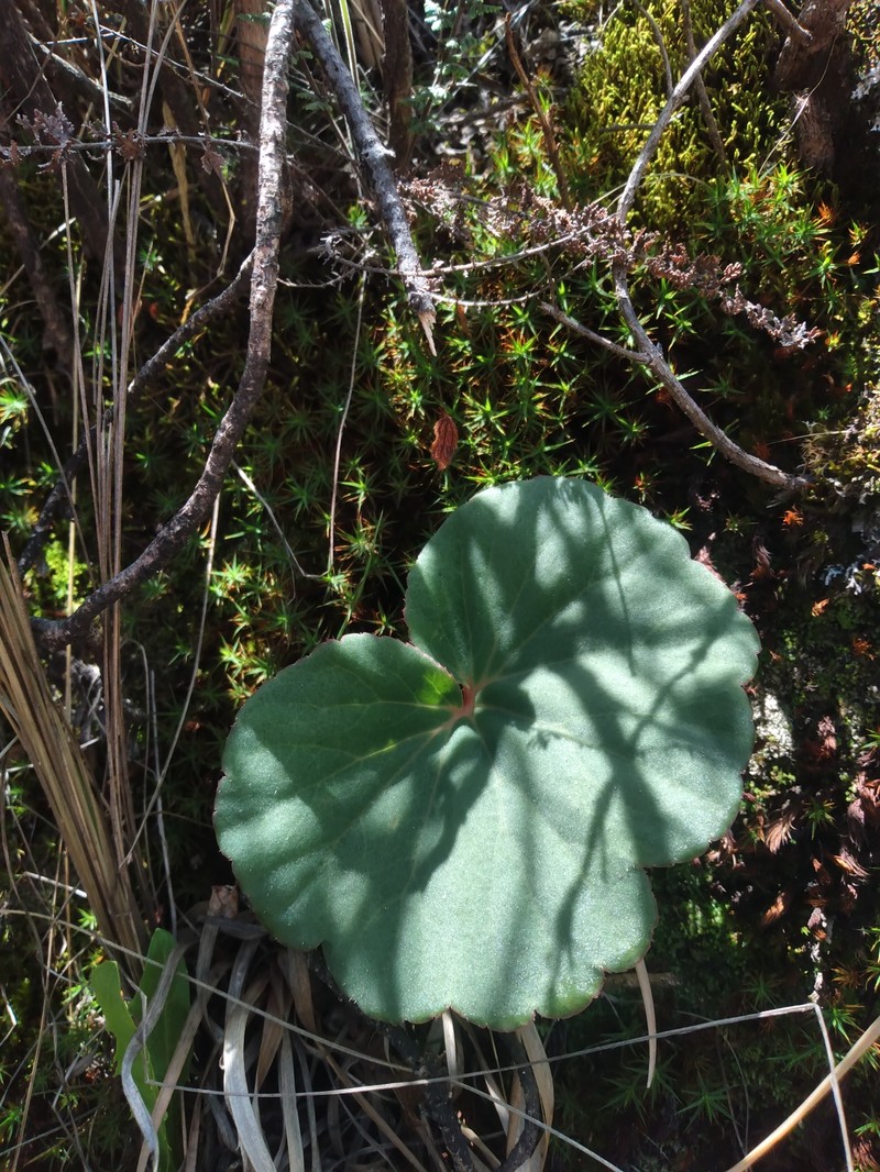 Begonia veitchii var. veitchii