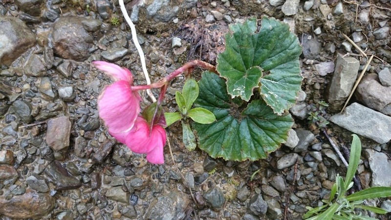 Begonia veitchii var. veitchii photo 2