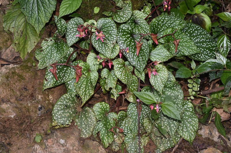 Begonia voluptuaria