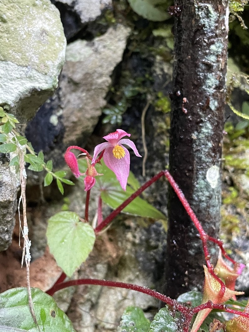 Begonia voluptuaria photo 2