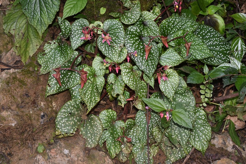 Begonia voluptuaria photo 3
