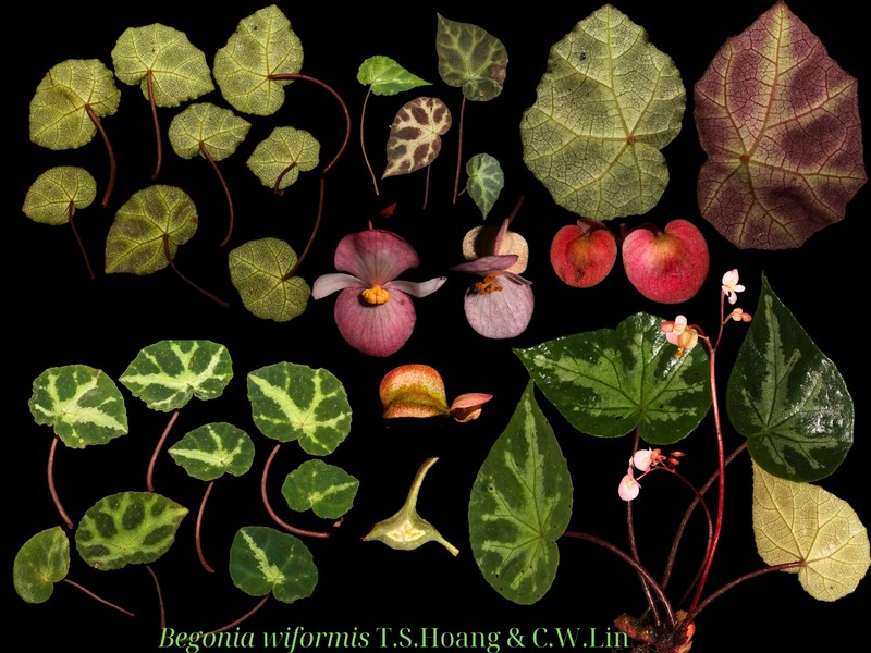 Begonia wiformis photo 3