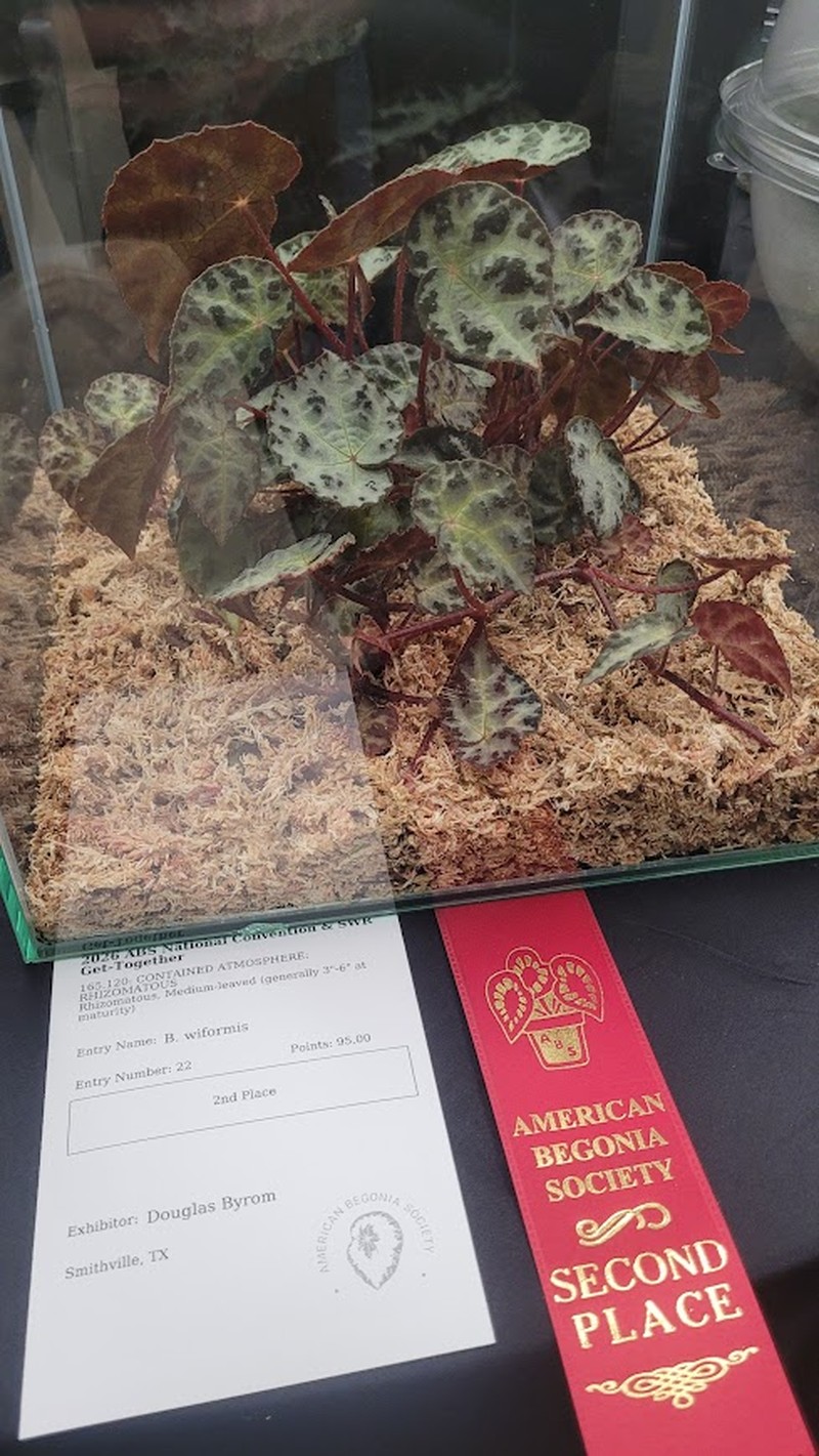 Begonia wiformis photo 4