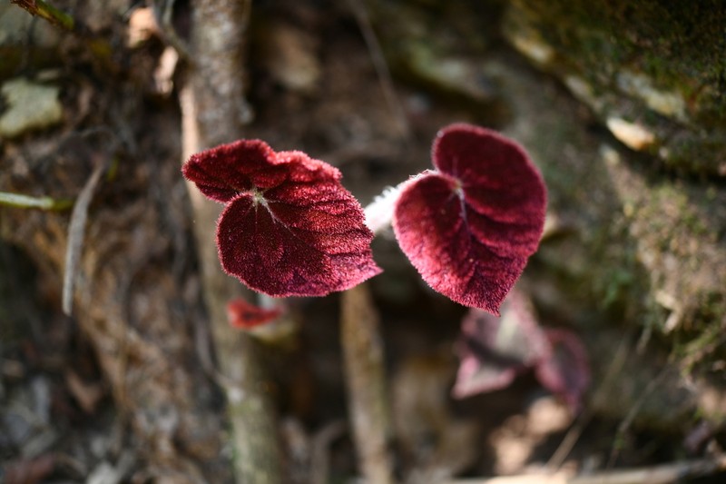 Begonia xishuangbannaensis