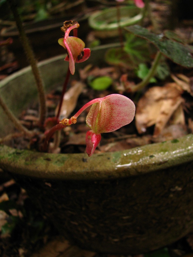 Begonia yizhouensis