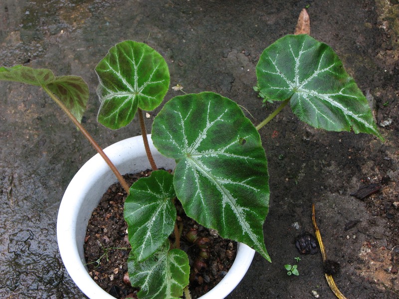 Begonia yizhouensis photo 2