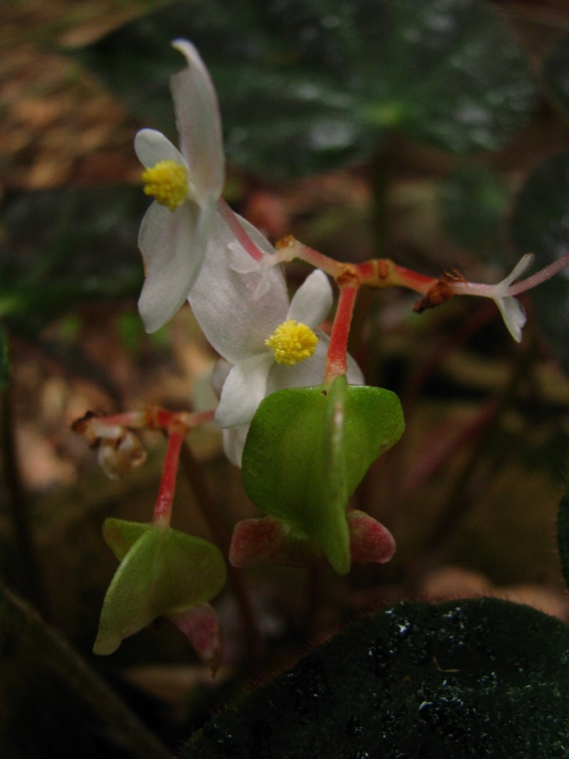 Begonia yizhouensis photo 3