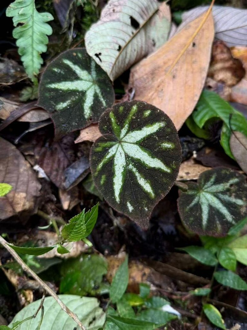 Begonia zhongyangiana