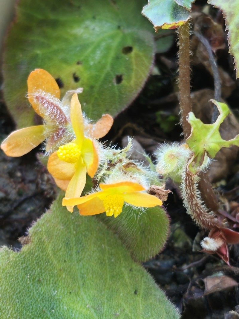 Begonia zhongyangiana photo 2