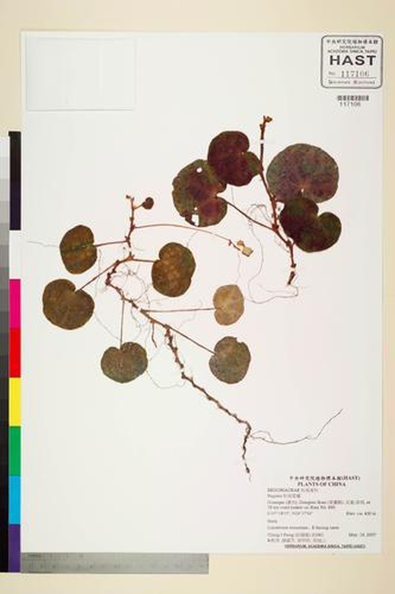 Begonia zhuoyuniae photo 2